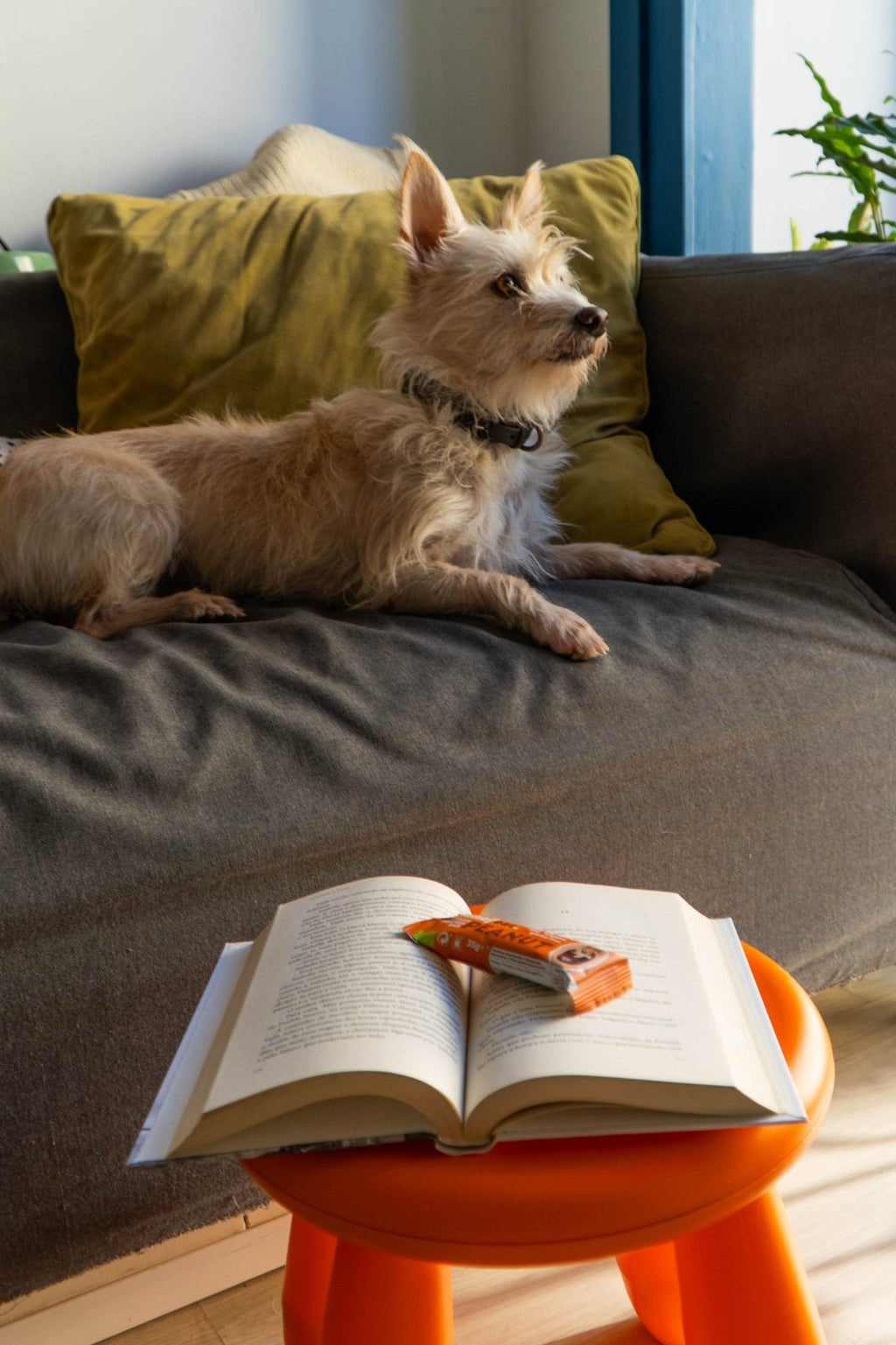 Peanut bar on an open book, with a dog on the sofa behind